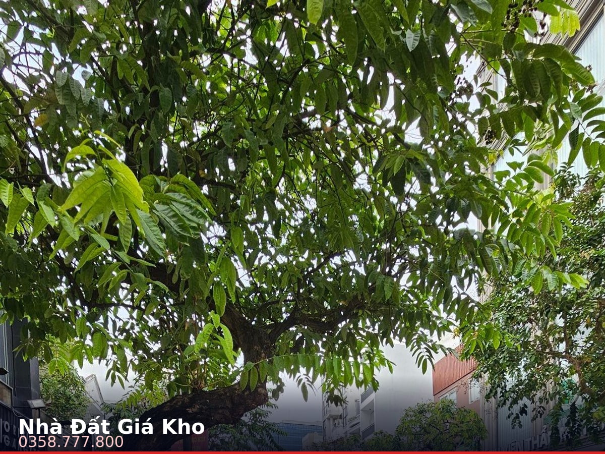 Nhà mặt tiền — Nguyễn Đình Chiểu, Bàn Cờ, Quận 3 — 97m² · ngang 4m · 7 tầng — 55 tỷ